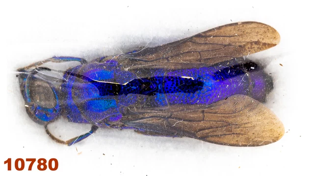 Hymenoptera : Chrysididae sp.  A1, 1 pc
