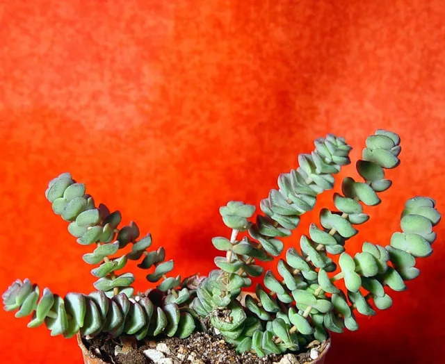 Crassula hottentot 9 cm groß Sukkulente