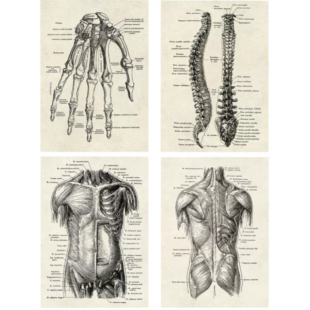 4 PZ POSTER Sul Diagramma Anatomia Umana Corpo Umano EUR 22,24 - PicClick IT