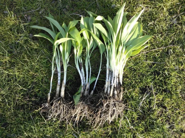 20x Organic WILD GARLIC BULBS - Allium ursinum Ramsons Edible! Plant NOW!