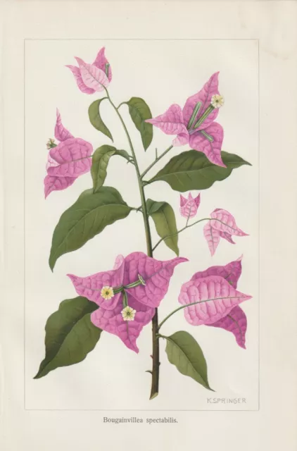 Bougainvillea spectabilis Wunderblumen Nyctaginaceae LITHOGRAPHIE von 1898 Botan