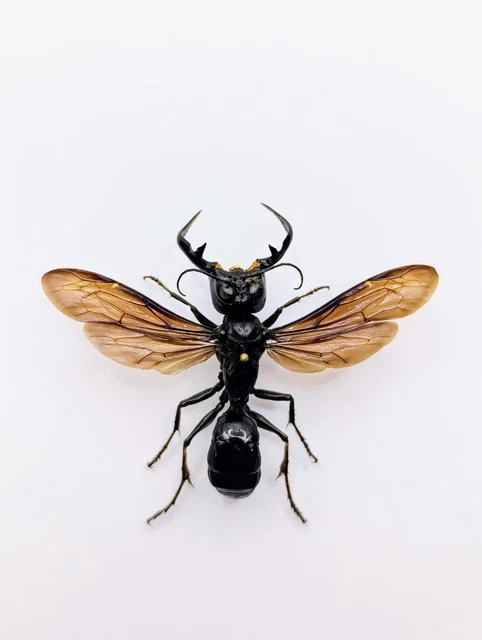 Garunda Insect ENTOMOLOGY TAXIDERMY : Megalara Garuda 50mm+/-. A1 EUR 100,00 - PicClick IT
