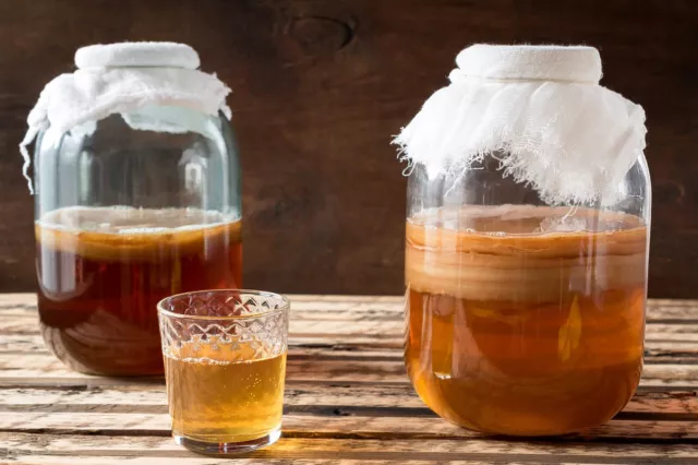 ORGÁNICO Kombucha Starter Pack Live SCOBY e instrucciones impresas ¡publicación de primera clase!