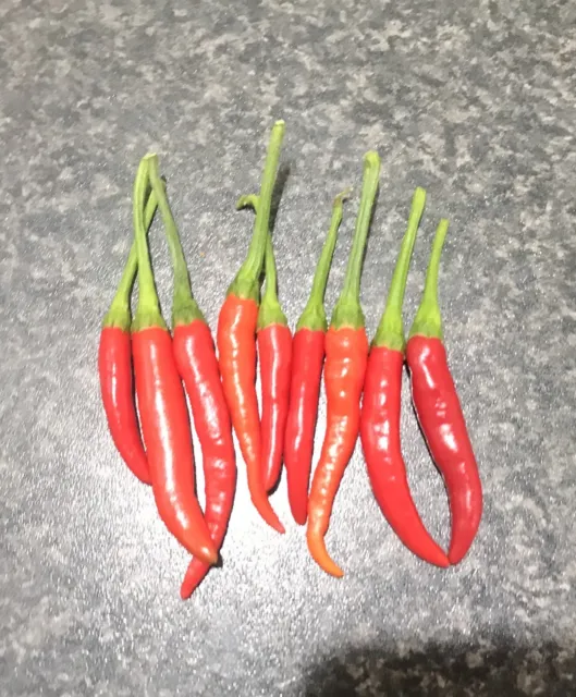 Extreme Hot Thai Sunrise Chilli 30 Seeds - Exceptionally Hot Chilli Pepper