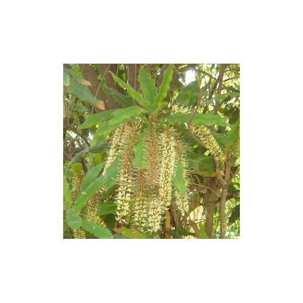Huile végétale Macadamia  - Macadamia integrifolia