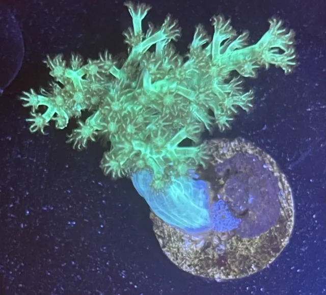Wysiwyg Neon Green Kenya Tree Marine Coral/ Lps/Sps/Softies/Zoas