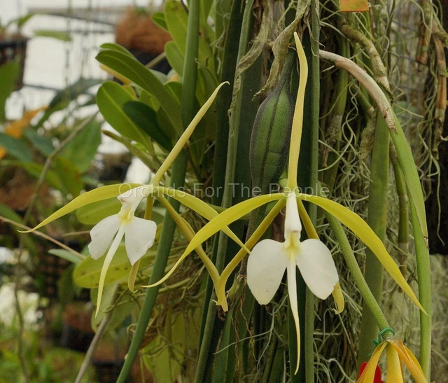NIGHTFRAGRANT ORCHID SPECIES Epidendrum parkinsonianum! Compot! Last 1
