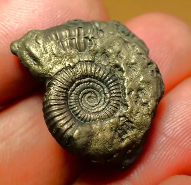 Crucilobiceras pyrite ammonite fossil (25 mm) Jurassic Coast Fossils UK minerals