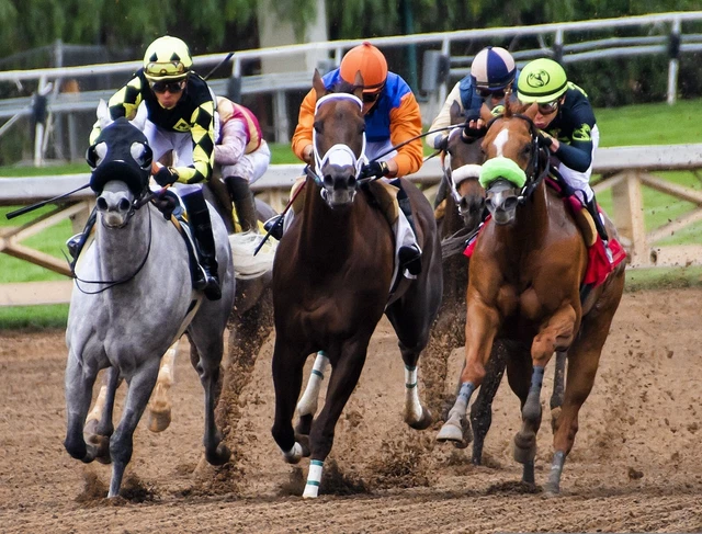 No, Lose Horse Racing PDF Free Post xmass offer