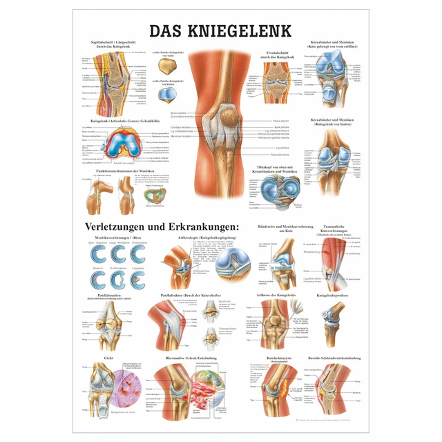 Anatomische Lehrtafel „Nervensystem Des Menschen? Produktbild-Vorschau 2
