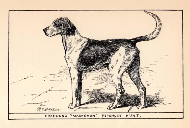 Antique Foxhound Print 1912 Moore Ch Marksman Foxhound Wall Art Decor 4825z