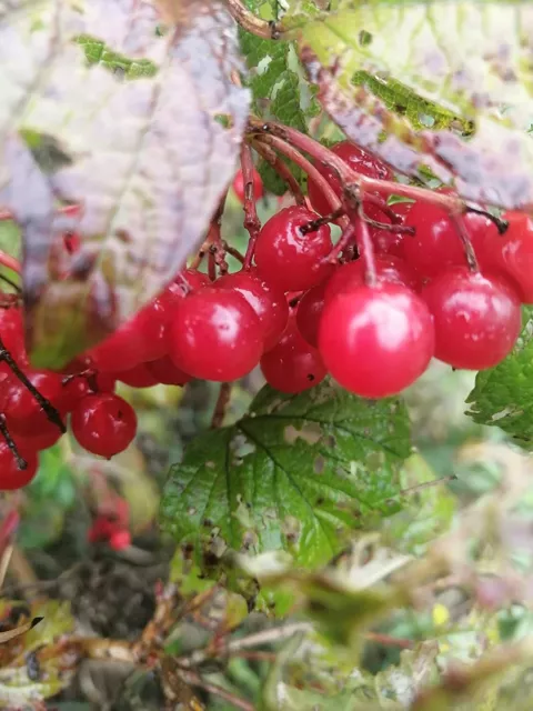 American Highbush Cranberry 10 Seeds Viburnum opulus VAR. americanum High Bush