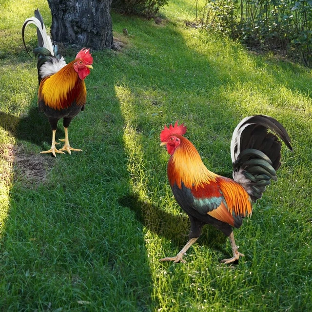 Yard Art Decor Sculptures Chicken-Decorations Rooster Statues Garden Ornaments