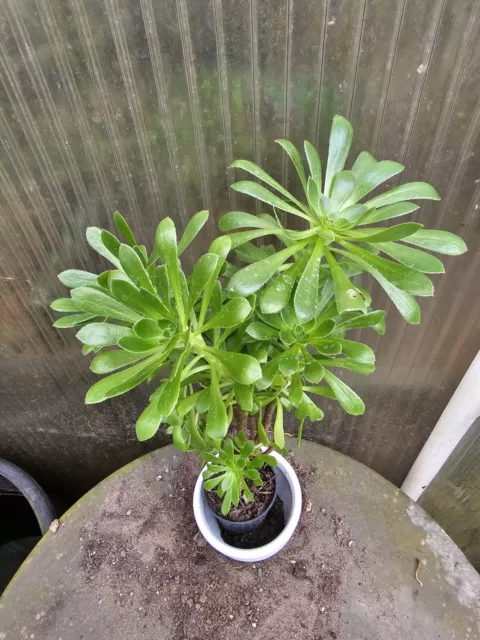 Aeonium arboreum Grün 45cm Suklulente Kakteen Bonsai