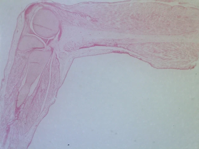 Antique Bausch & Lomb Microscope Slide Human Embryo Arm at 52 Days