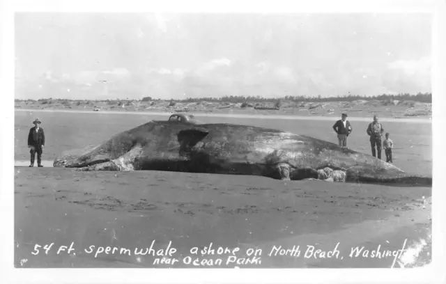 RPPC Sperm Whale NORTH BEACH, WA Ocean Park Long Beach ca 1940s Vintage Postcard