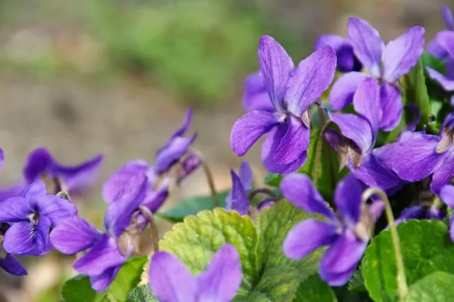 SAMEN  Duft-Veilchen Blumenbeet Duftblumen Samen Veilchen Blüten.