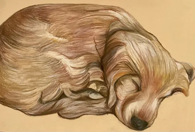 Original Golden Cocker Spaniel Puppy Drawing In Coloured Pencils