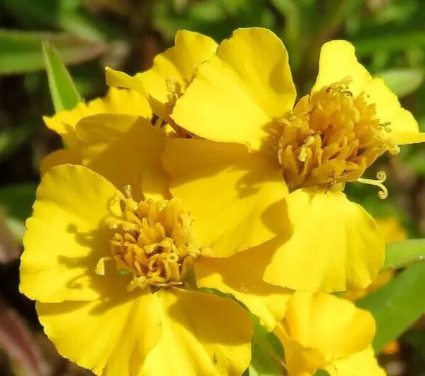 Mexican Tarragon, Tages Lucida, Mexican mint marigold, 100+ seeds