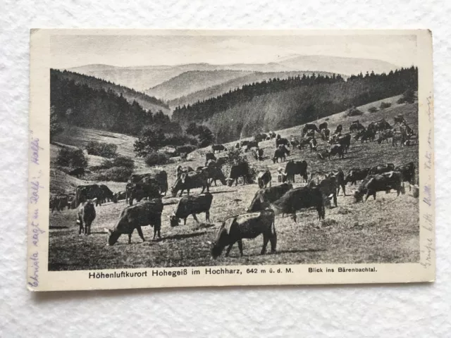 AK Postkarte Harz, Hohegeiß, Blick ins Bärenbachtal, Kühe, gelaufen 1936