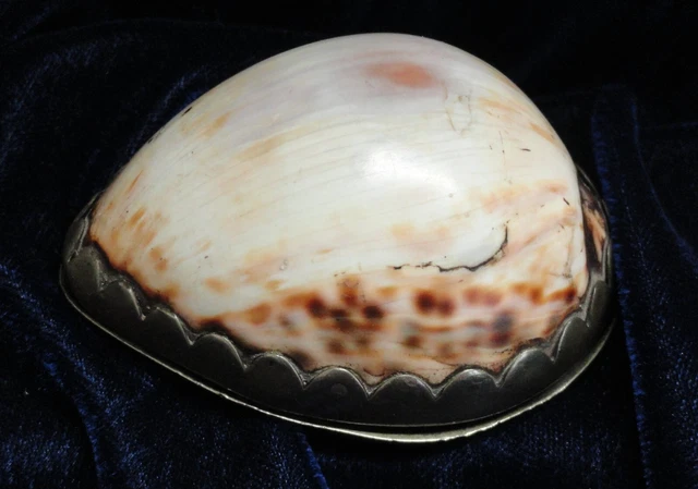 Antique 19th Century Victorian COWRIE SHELL SNUFF BOX Hand Formed Mounting
