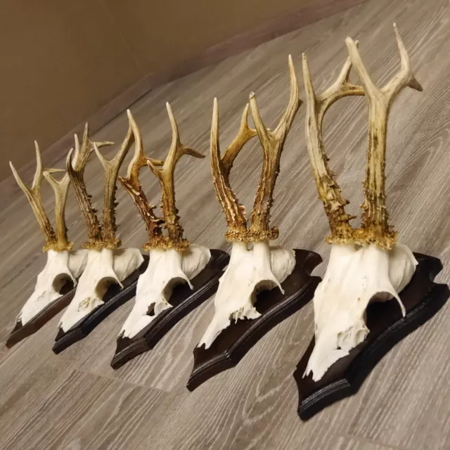 5 Pieza Cornamenta de Corzo En Escudo Trofeo Ciervo Bock 22.1086