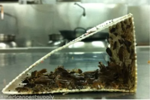 24 Catchmaster Cockroaches Traps Monitors 100i Baited Bug Insect Pheromone Traps
