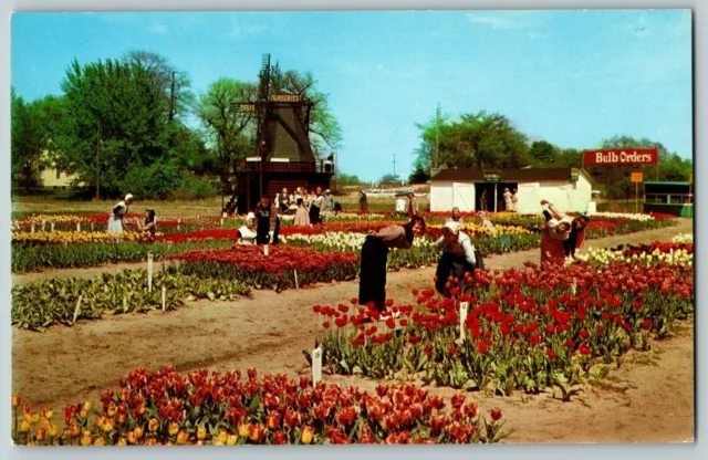 Postcard MI Tulip Time Festival  Nelis Nurseries Dutch Costume Holland, Michigan