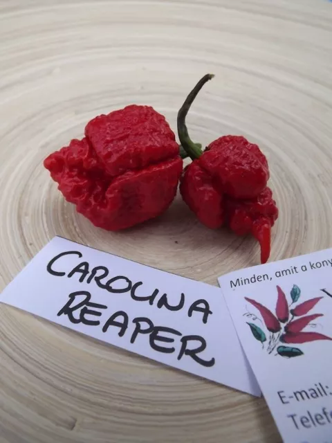 Carolina Reaper Chili - 5+ seeds - WORLD RECORD! - Ch 001