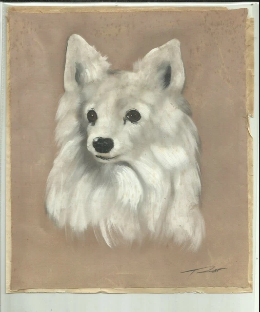 Ancienne Peinture . Chien Spitz  Blanc  .  Signature T Zor