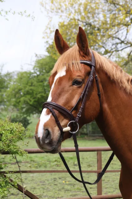 Leather Horse Bridle Padded Comfort Flash Bridle Full Size Free Reins Dressage