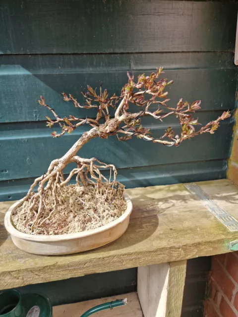 Weigela Bonsai Negari Exposed Roots In Handmade Springwood Ceramics Pot