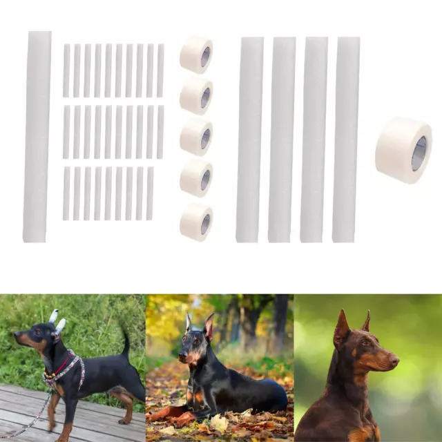 Support Vertical fixe pour oreilles de chien, outil de Support debout,