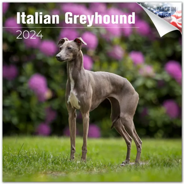 ITALIAN GREYHOUND PREMIUM Wall Calendar 2024 Made in the USA! 16.99