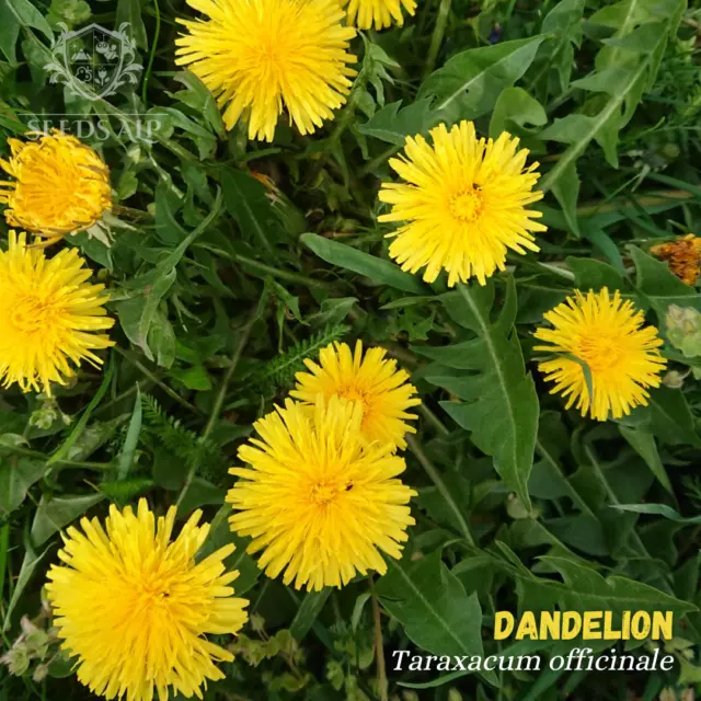 7.500+ Löwenzahn Samen - Taraxacum Officinale - Dandelion Bienenfreund Nektar