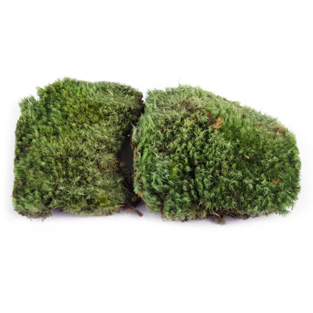 2X 10*8CM Miniatura Naturaleza Seca Real Decoros Jardín Artesanía Micropaisaje