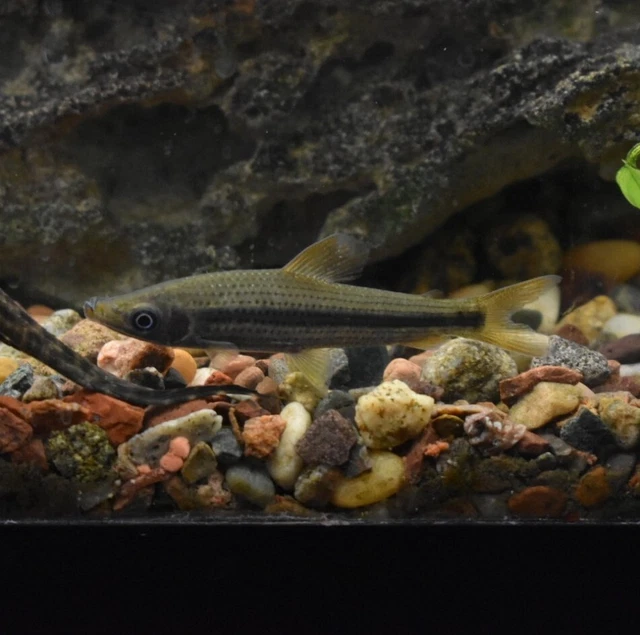 Live Pseudanos Winterbottomi (2.5" Rare Freshwater Fish) *PLS READ DESCR* 4
