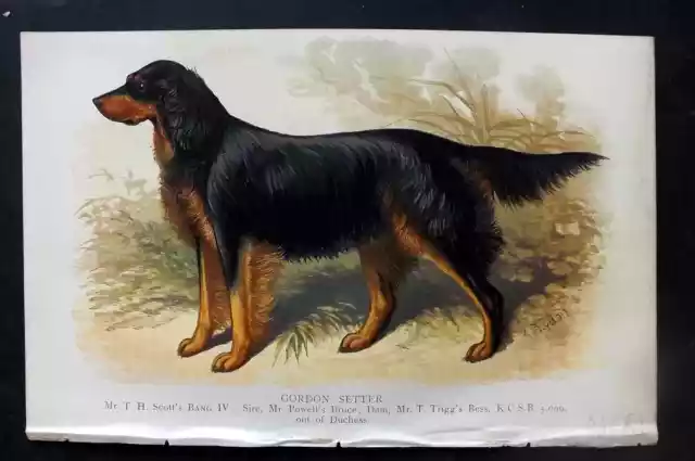 Dalziel 1880s Antique Dog Print. Gordon Setter