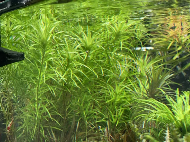 Syngonanthus sp. „Meta“ Aquarium Pflanze Selten Aquatic Plant Eriocaulon Rare