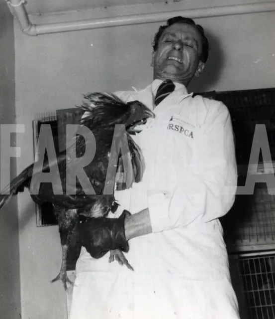 Foto vintage de archivio Animales Reino Unido Gallo De Combate 1959 impresión