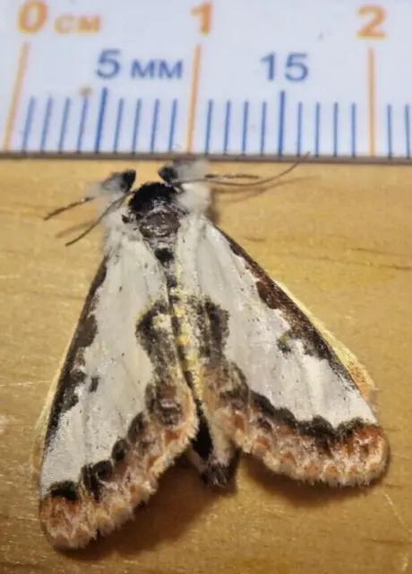 Pearly Wood-Nymph Moth Eudryas unio Noctuidae Lepidoptera Southeast Texas C138