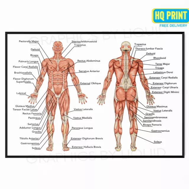 Human Anatomy Muscular System Chart Muscle Chart Body Educational Poster Print