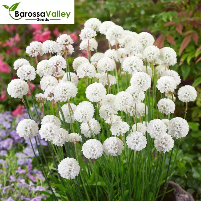 ARMERIA MARITIMA MORNING STAR WHITE 7 Seeds Grow FLOWERS