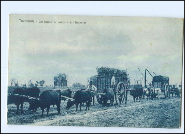 U5262/ Tucuman  Ochsenkarren  Argentinien AK