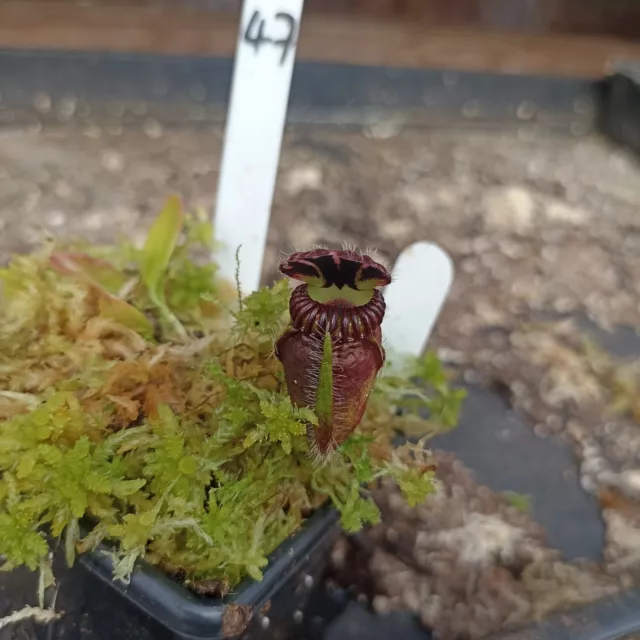 Cephalotus Follicularis Dudley Watts (Carnivorous Plant)