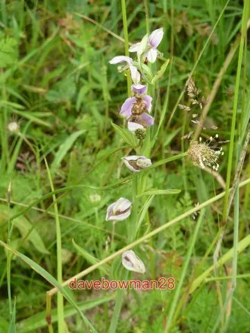 Photo  Bee Orchid (Ophrys Apifera) A Bee Orchid (Ophrys Apifera) Growing On The