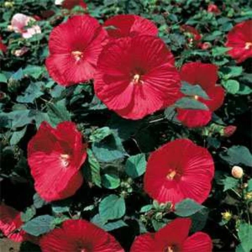 Luna Red Hardy Hibiscus Plant Shrub Swamp Rose Mallow Perennial to Zone 5