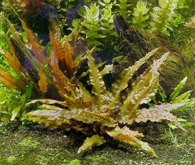Cryptocoryne Wendtii Crypt Wendtii Live Aquarium Plants BUY 2 GET 1 FREE ✅ 3