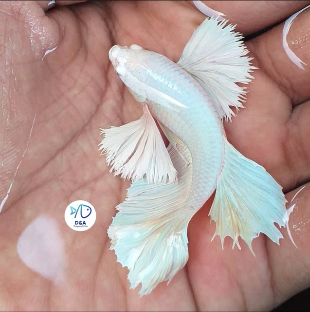 1 Live Male White Dumbo Betta Fish High Quality  Super Big Ears Halfmoon Plakat