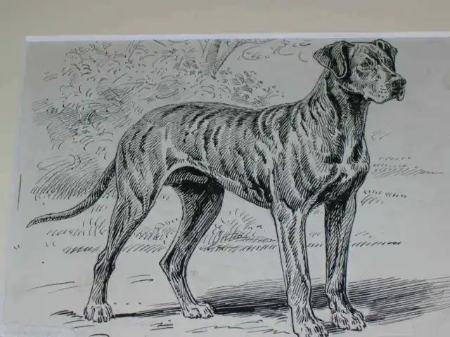 Original 1895 Antique Great Dane Dog Pen & Ink Drawing By S.t. Dadd